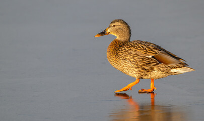 Female mallard duck walking on a frozen lake in winter.