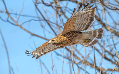Red-shouldered hawk in flight.