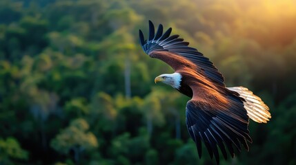Fototapeta premium Majestic African Fish Eagle in Flight over Lush Green Forest