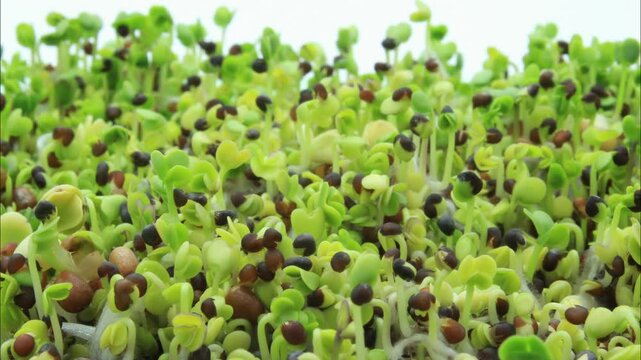 Close up and time lapse of Mizuna, Pak Choi, Tender Green, Daikon and Michihili Cabbage sprouts in soilless conditions after soaking seeds under controlled lighting conditions