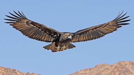 Obraz premium view of eagles flying decorated with mountains