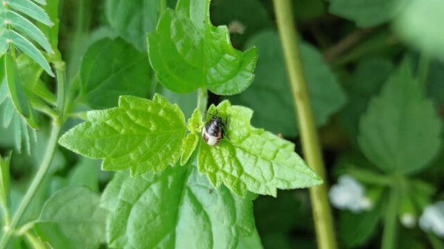 small insect in the garden