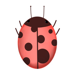 ladybug isolated element 