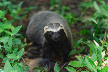 Tayra in its natural habitat surrounded by green foliage