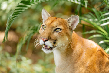 Puma in tropical forest with alert expression and lush green background
