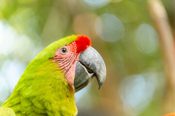 Close-up of a military macaw with vibrant green and red plumage in a tropical setting
