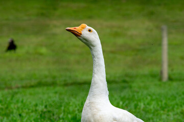 white goose on the grass