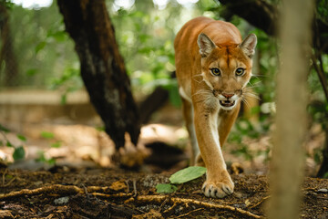 Puma stalking through the forest with intense gaze and powerful stride