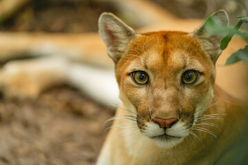 Fototapeta premium Close-up portrait of a puma with intense gaze in its natural habitat