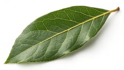 Single Bay Leaf on White Background