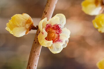 ロウバイの花01