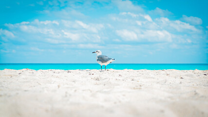 Fototapeta premium Graviota en Costa marina de Cancún, México