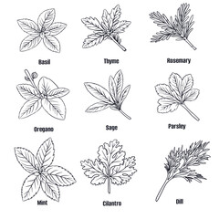 Hand drawn vector sketch set of herbs illustration line art; basil, thyme, rosemary, oregano, sage, parsley, mint, cilantro and dill. Seasoning food design