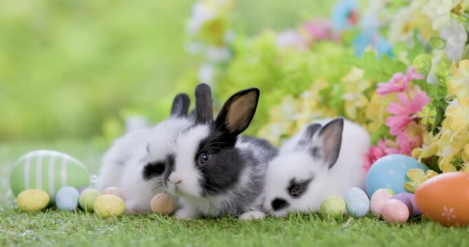 Lovely bunny easter fluffy baby rabbit with colorful easter eggs on nature flowers background. Symbol of easter festival. Happy easter day.