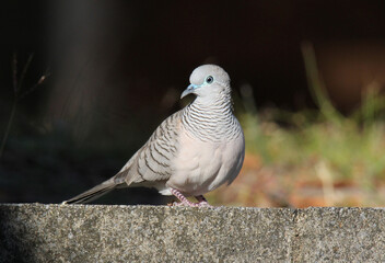 Peaceful dove bird sitting on a concrete wall