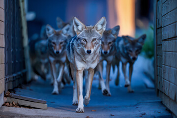 Coyotes walking down a narrow urban passage at dusk.