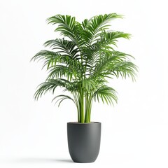 Obraz premium Lush potted palm tree against a white background.