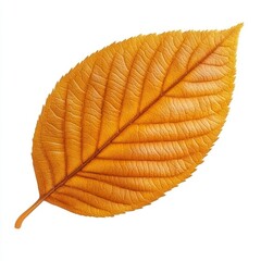 Obraz premium Single, golden autumn leaf isolated on white.