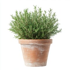 Fototapeta premium Rosemary herb plant in a terracotta pot.