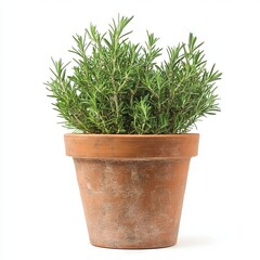 Obraz premium Rosemary plant in a terracotta pot