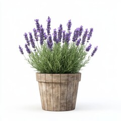 Obraz premium Lavender plant in a rustic wooden pot.