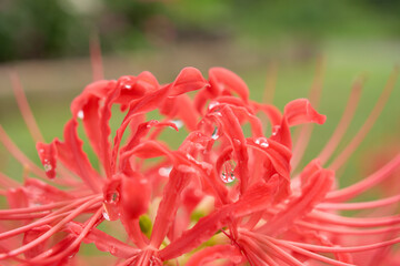 雨上がりの彼岸花のクローズアップ