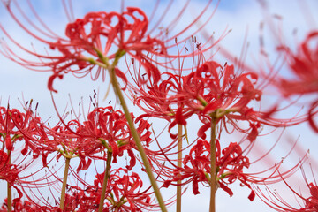 青空を背景にした多数の彼岸花