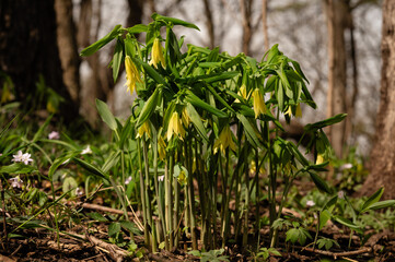 Obraz premium Yellow and green Bellwort merrybells spring midwestern wildflowers