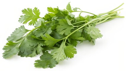 Fresh Cilantro Bunch