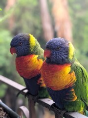 pair of parrots