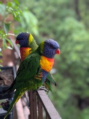 Parrots