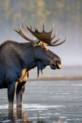 Fototapeta premium Majestic moose stands in calm water at sunrise.
