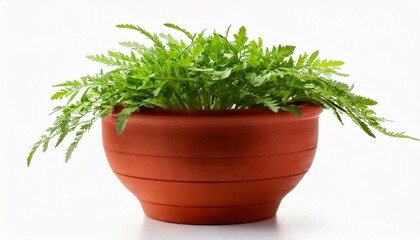 Fototapeta premium Brown earthen flower pot with green plant isolated on white
