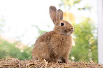 Lovely bunny easter fluffy rabbit eating green grass, carrot with a basket full of colorful easter eggs on green garden nature with flowers background on warmimg day. Symbol of easter day festival.