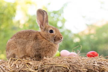 Lovely bunny easter fluffy rabbit eating green grass, carrot with a basket full of colorful easter eggs on green garden nature with flowers background on warmimg day. Symbol of easter day festival.
