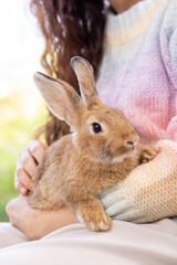Asian woman holding healthy Lovely bunny easter fluffy rabbits, baby rabbit on posing on green garden leaves nature background. The Easter hares. Close up of a rabbit. animal symbol of easter day.