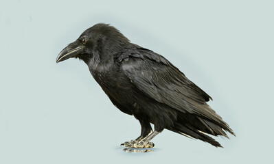 beautiful young black raven isolated