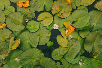 Green lily pads floating on water with a single white water lily blooming among them. Some leaves...