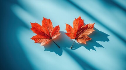 Two vibrant red maple leaves on a blue background, illuminated by sunlight casting shadows.