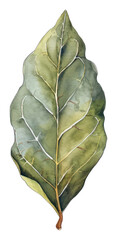 Naklejka premium PNG An isolated fresh dry bay leave illustration watercolor plant.