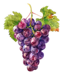 Fototapeta premium PNG An isolated fresh grape grapes illustration watercolor.