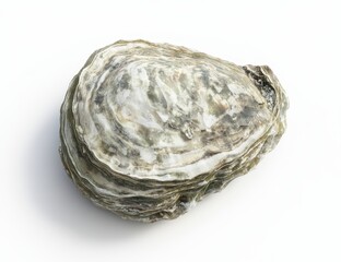 Single fresh oyster shell isolated on white background.