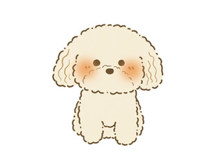 正面を向いてお座りをするクリーム色のトイプードルのイラスト　手描き