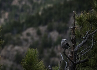 Clark Nutcracker resting upon a tree 