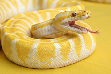 Fototapeta premium Close-up of a ball python snake coiled up on a yellow background.