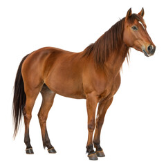 Fototapeta premium Canadian Horse AI Generated Image