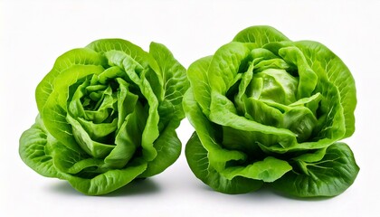 Fototapeta premium Green butterhead lettuce isolated on white background