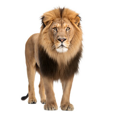 Obraz premium Lion AI Generated Image