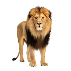 Fototapeta premium Lion AI Generated Image