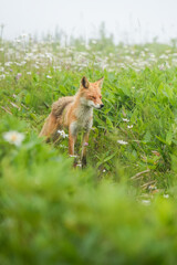 花咲く草原で霞が掛かり空もグレー色、獣道の様な所で目を閉じて瞑想して居る様な姿。ほぼ中央で右側を向いていて立ち止まる、奥には草花、手前は草木が広がるグリーンな縦構図です。